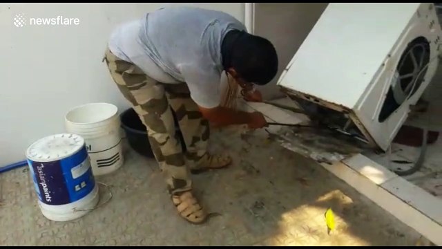 'Taking laundry for a s-s-s-spin?' Rescued snake found hiding in washing machine in India