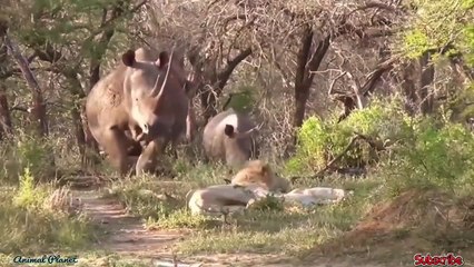 Wild Animal Fights 2019 - Buffalo vs Lion vs Elephant, Leopard vs Impala, Warthog...