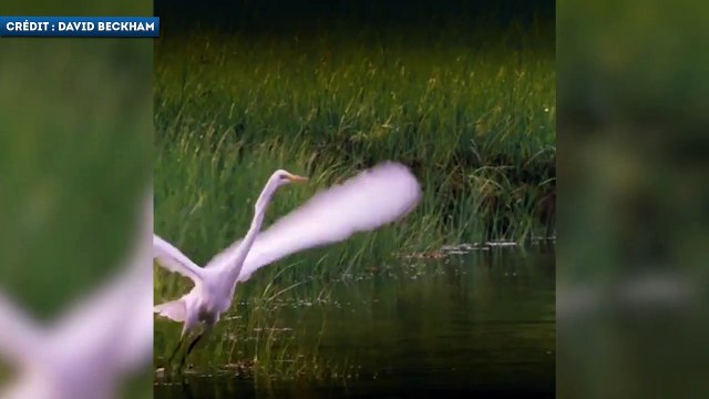 Le magnifique stade de l’Inter Miami, la franchise de David Beckham