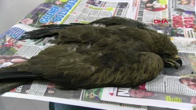 Diyarbakır Yaralı Kızıl Şahine Tedavi