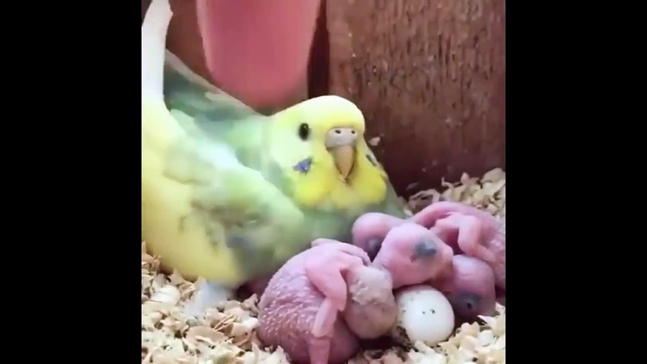Cute baby animals Videos Compilation cute moment of the animal