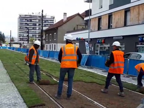 Tramway Genève Annemasse: pose de gazon le long des voies à Gaillard et Ambilly
