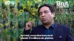 En Inde, un homme plante des jardins verticaux pour stopper la pollution