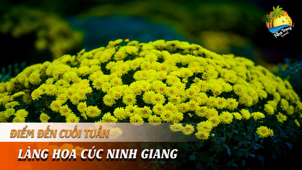 [ĐIỂM ĐẾN CUỐI TUẦN] -  "Ngây ngất" sắc vàng biển hoa Ninh Giang | NHA TRANG TRAVEL