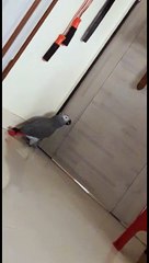 Bossy parrot orders Alexa assistant to play him music