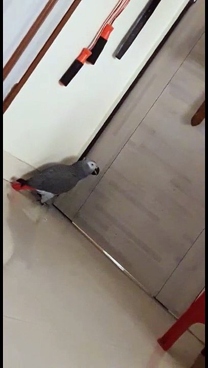 Bossy parrot orders Alexa assistant to play him...