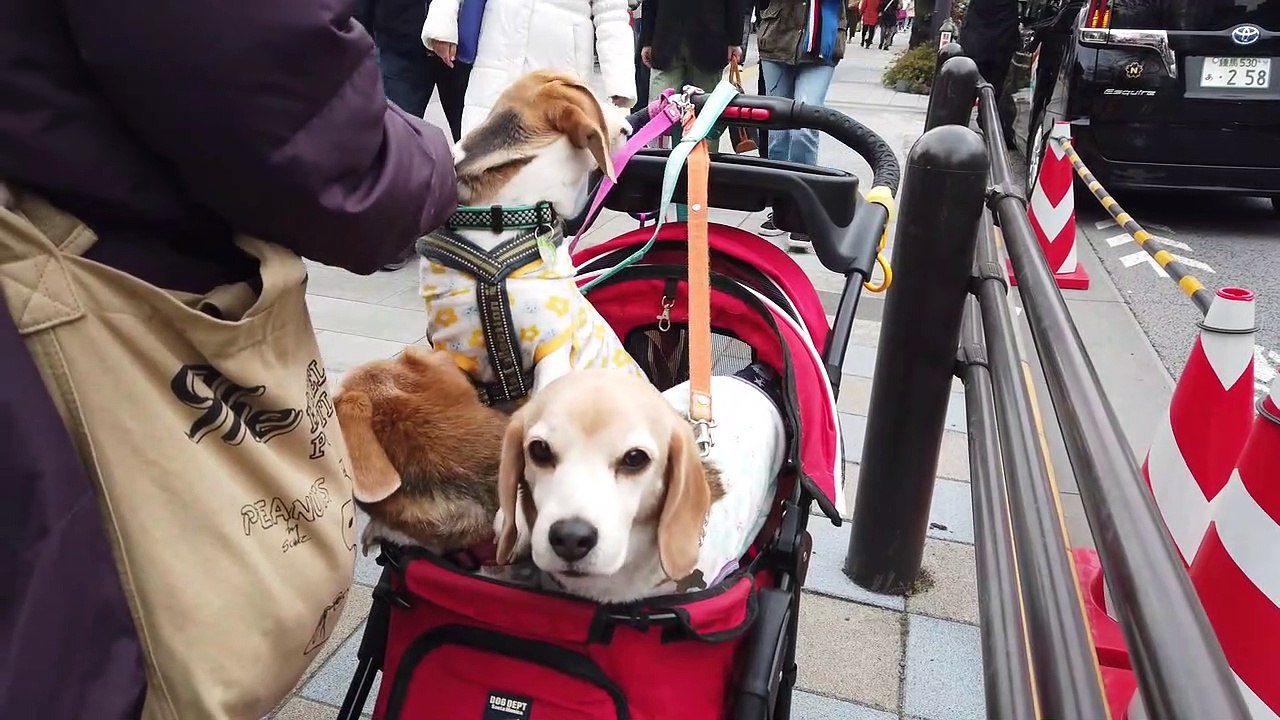 Trio of Beagles in a pram surrounded by cherry blossom spotted in Tokyo