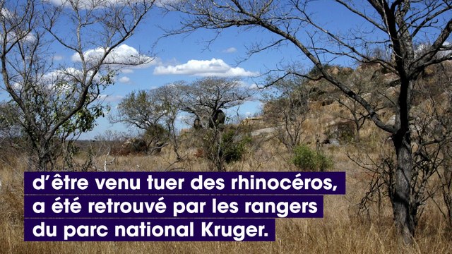 Afrique du Sud : un braconnier se fait piétiner par des éléphants et dévorer par des lions