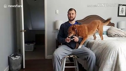 Dog tries everything to get attention from her gamer owner