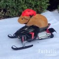 Ces drôles d'hamsters sont d'excellents conducteurs d'automobiles. Admirez !