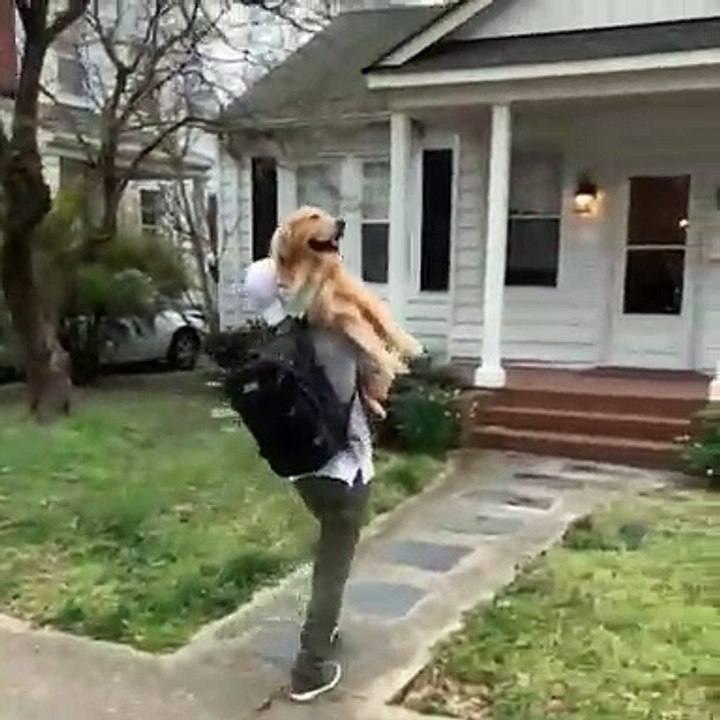 Ce que fait ce chien quand son maître rentre de travail est trop adorable !