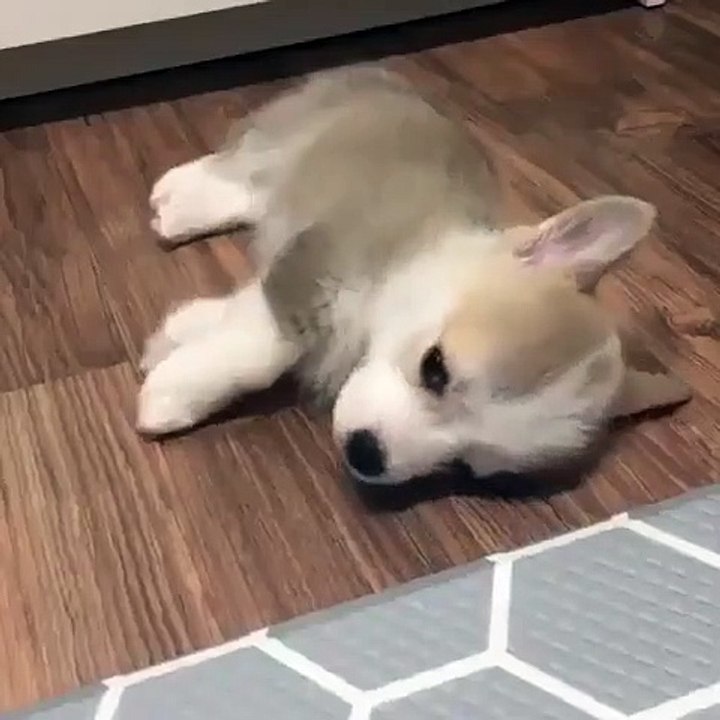 Quand un chiot trop mignon fait sa sieste, voici ce que ça donne. Trop cute !