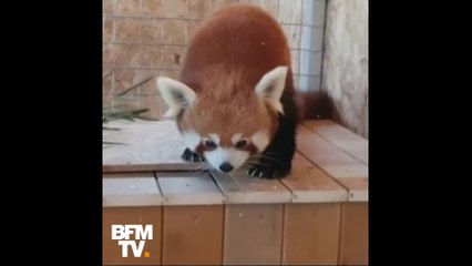 Cet adorable panda roux est devenu la nouvelle vedette  du zoo de Brasov en Roumanie