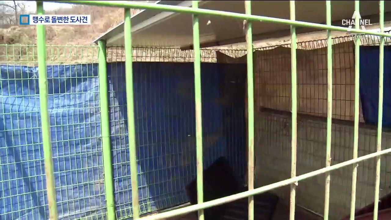 사육장 뛰쳐나와 60대 여성 공격…도사견 결국 안락사