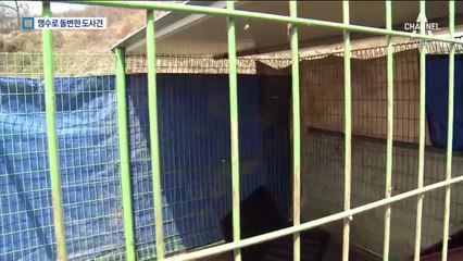 사육장 뛰쳐나와 60대 여성 공격…도사견 결국 안락사