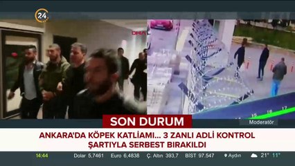 Yenimahalle'de köpek katliamı