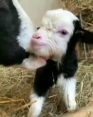 Cette brebis lèche son nouveau né pour le nettoyer. Remarquable !