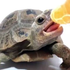 Quand une tortue déguste une tranche d'orange. Ce qui va arriver est surprenant !