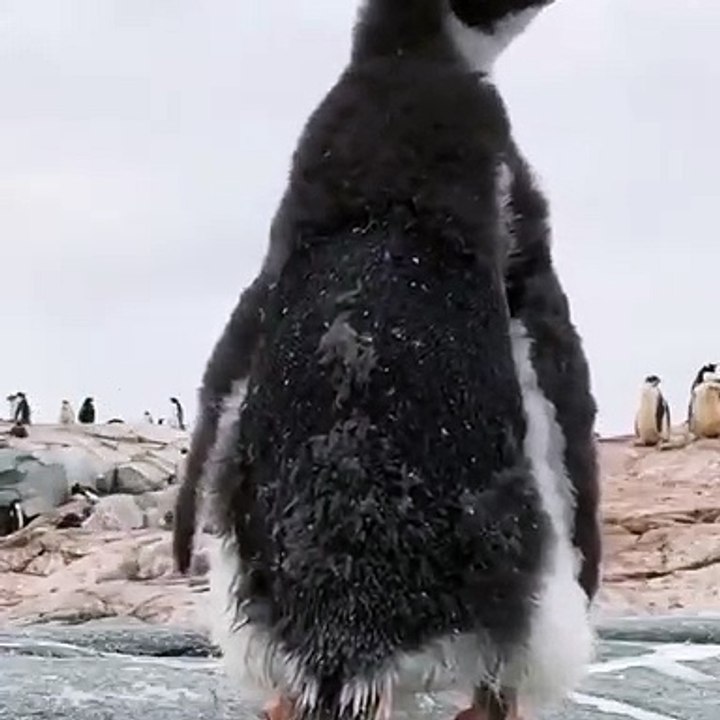 Vous n’êtes pas prêt pour ce que va faire ce pingouin. Ahurissant !