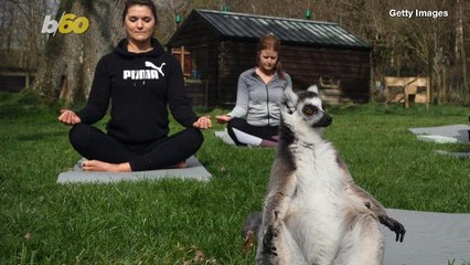 Yoga With Lemurs is a Thing Now Because Goat Yoga is so Yesterday