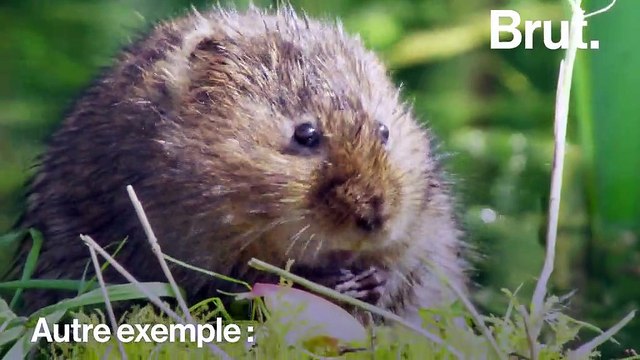 Les animaux sont-ils doués d'empathie ?