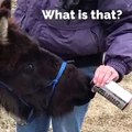 Voila ce qui arrive quand on donne de la bière à une mule. Hilarant !