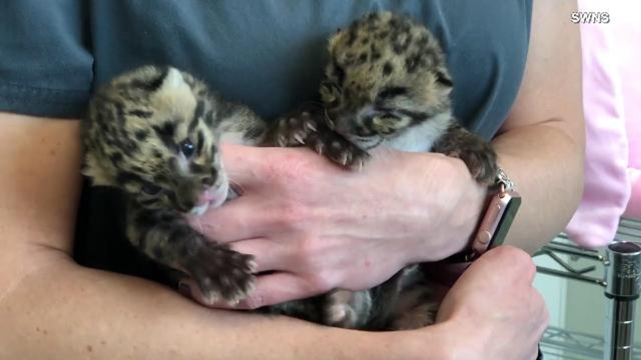 Feline First! Two Clouded Leopard Cubs Born Through Artificial Insemination At Nashville Zoo