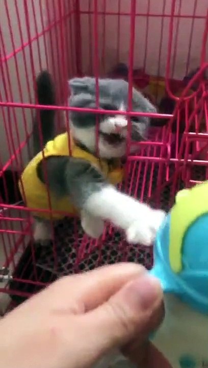 Aww.Give me the milk!It's mine.