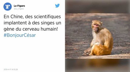Chine. Des scientifiques implantent à des singes un gène du cerveau humain