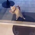 Quand un chat essaie de passer à travers une vitrine. Rigolo !