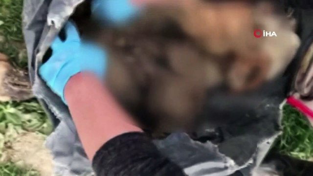 Burdur'da hayvan katliamı iddiasıyla ilgili 4 kişi hakkında soruşturma başlattı.