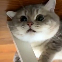 Elle lui parle chinois, son chat a une réaction surprenante !