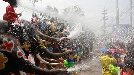Uomini contro elefanti: la grande battaglia d'acqua in Thailandia