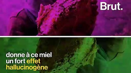 Au Népal, les chasseurs de miel hallucinogène prennent tous les risques