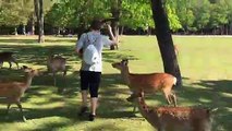 Man feeding deer gets bit