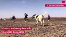 Cactus, le chien qui court le marathon des sables