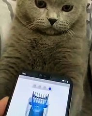 Il fait croire à son chat qu'on l'a rasé. Essayer De Ne Pas Rire !