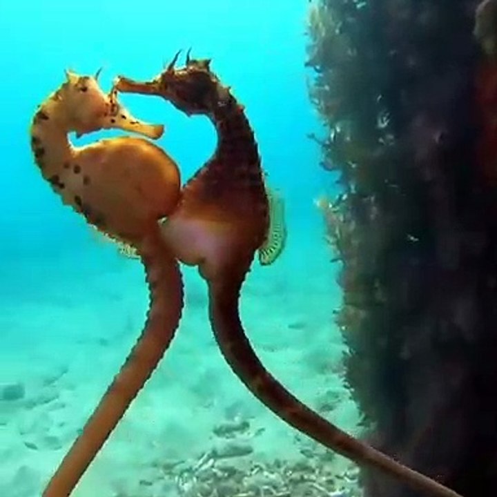 Admirez cette magnifique parade nuptiale d'hippocampes. Romantique !