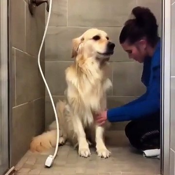 Ce chien aime se faire couper les poils par sa ravissante maîtresse. Trop mignon !