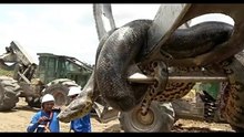7 Biggest Snakes ever