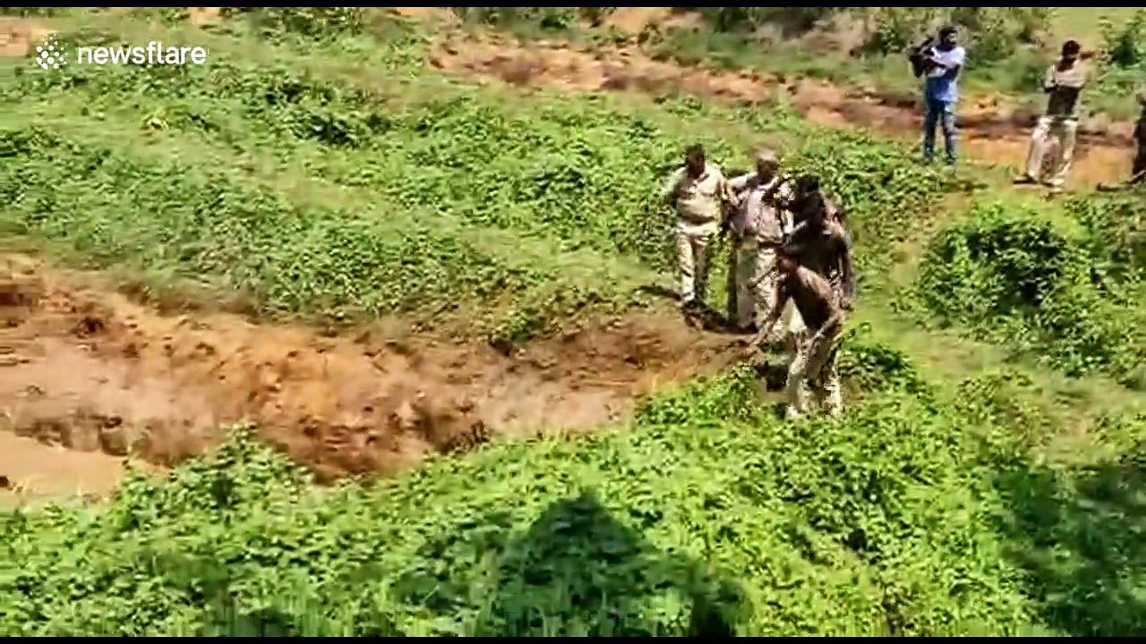 Entire herd of elephants rescued after jumping into farm pond to save lost calf