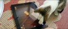 Konuşan Kediler 1 - En Komik Kedi Videoları