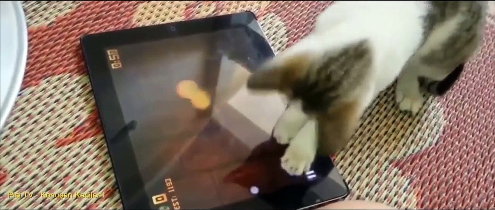 Konuşan Kediler 1 - En Komik Kedi Videoları