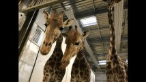 Coulisses du zoo de Vincennes: Manucure de rhino, dressage d’otaries et nourrissage de girafes