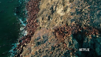 Des morses chutent d'une falaise