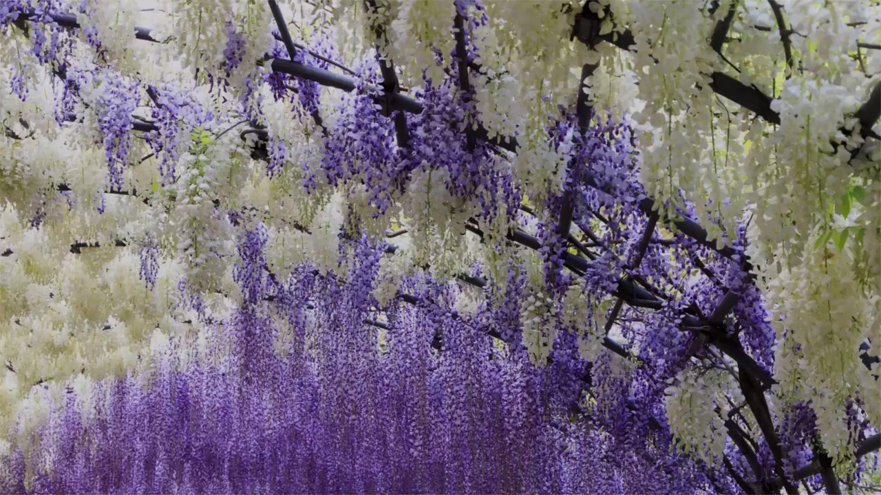 Japan's Wisteria Tunnels Are Even More Magical Than Its Cherry Blossoms — Here's Where to See the Best Blooms