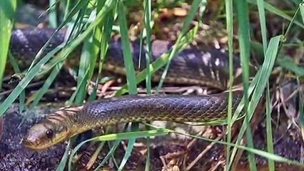 Snake Dream During Pregnancy - Dream Interpretation  Meaning