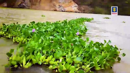 Fiscalía denuncia “grave daño” ambiental por megarepresa en Colombia