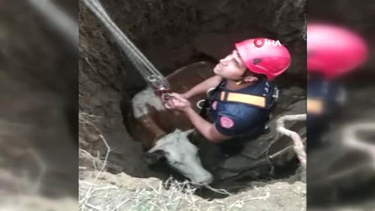 Kuyuya Düşen İnek, İtfaiye Ekipleri Tarafından Kurtarıldı
