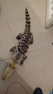 Un petit crocodile de compagnie parfaitement dressé